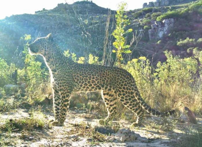 The leopard of the Cape, a majestic and endangered species, is being actively protected by the Cape Leopard Trust (CLT) through conservation efforts aimed at preserving its shrinking habitat and ensuring its survival