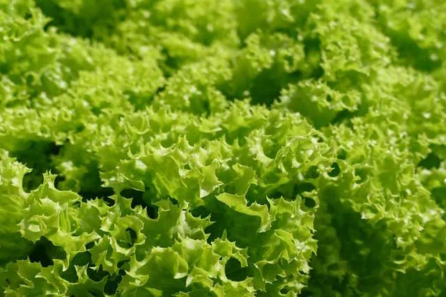 Leaf Lettuce - Harvest individual leaves as needed, starting with the outer leaves.