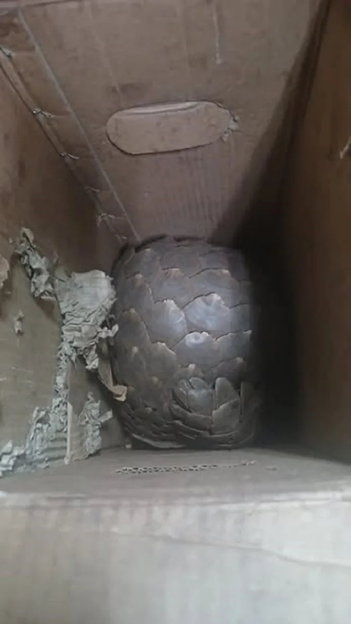 Flying Squad Arrests Duo for Endangered Species Possession 1 584093255 1266383015513336 6923071220293425373 n