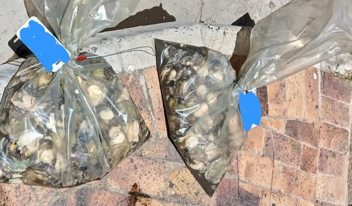 Imitation Firearm and R100,000 in Abalone Seized in N2 Traffic Stop 1 584390624 1266746458810325 6138546380847643961 n