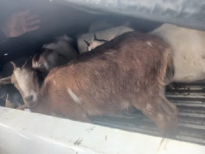 Two Arrested in Apel for Possession of Stolen Livestock, 19 Goats Recovered 1 589610751 1272002588284712 4267669798216036890 n