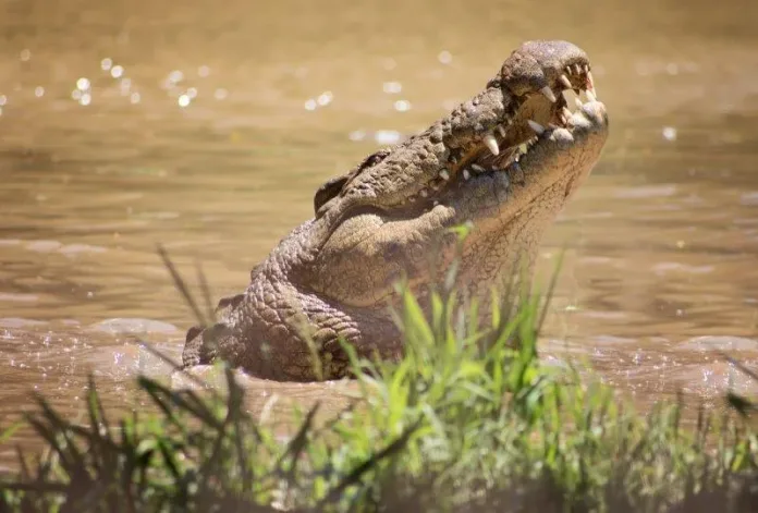 Join Crocworld to Celebrate Henry’s 125th Birthday in Style