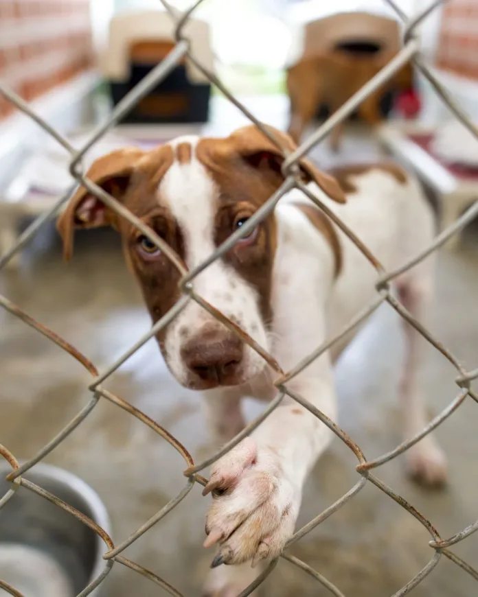 BarkingMad South Africa Launches Groundbreaking National Initiative to Establish Minimum Standards for South African Animal Shelters.