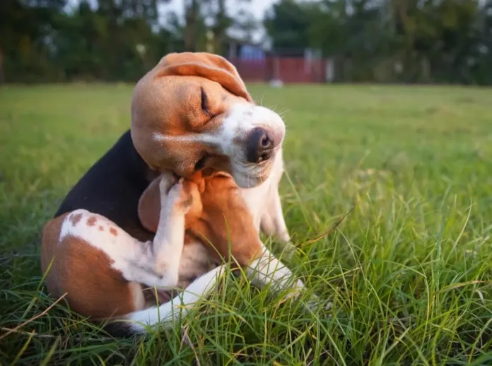 The Flea and Tick Survival Guide for Pet Parents