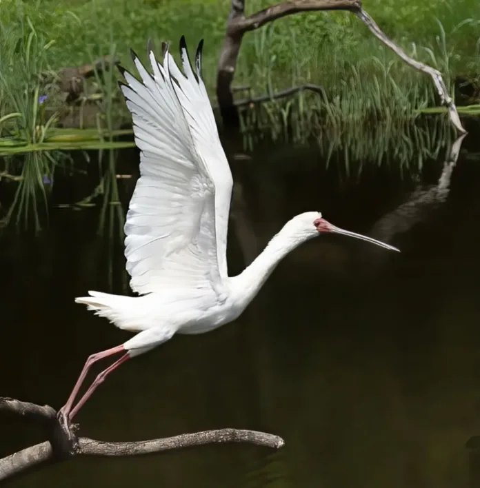 Some of the Top Birding Destinations to Visit on the KZN Mid-South Coast