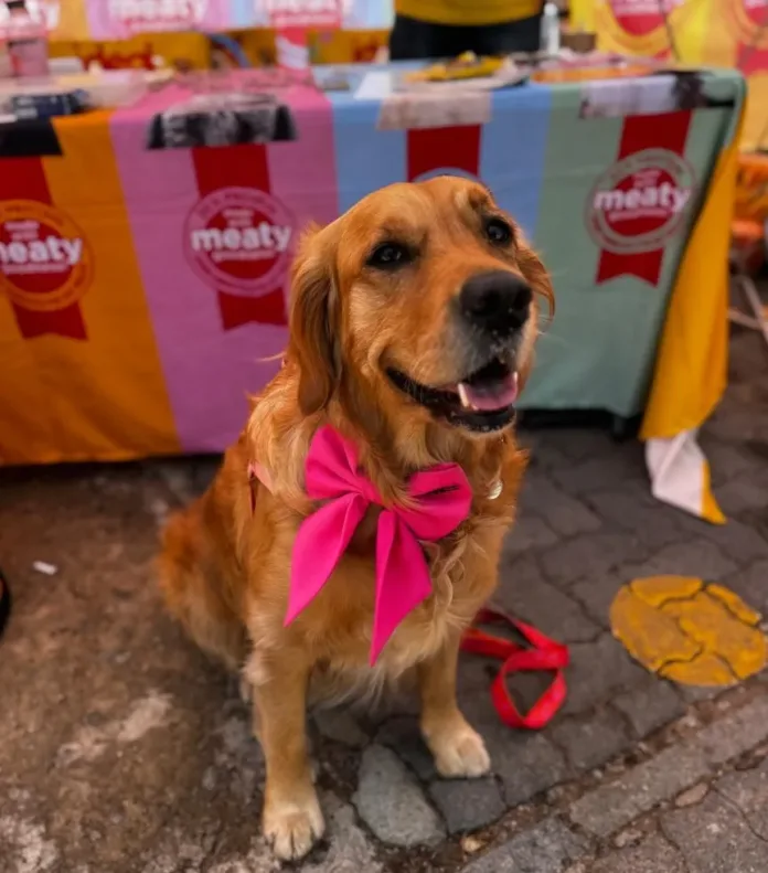 Jozi’s biggest feel-good day for animals is back
