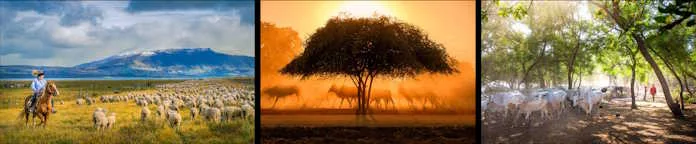 “Gold rush” by Vivek Goyal, “The golden moment of the plains” by Myo Minn Aung, and “The herders of thousands of Merak village cows” by Ahmad Wahyudi