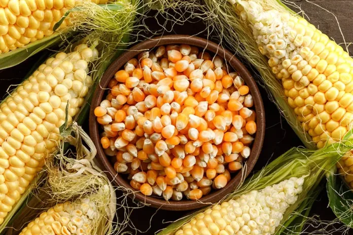 Food security starts in the field: Why agriculture matters this World Hunger Day