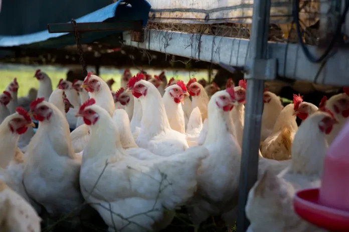 World Poultry Day: FOUR PAWS Urges South Africans to Look Beyond Egg Labelling