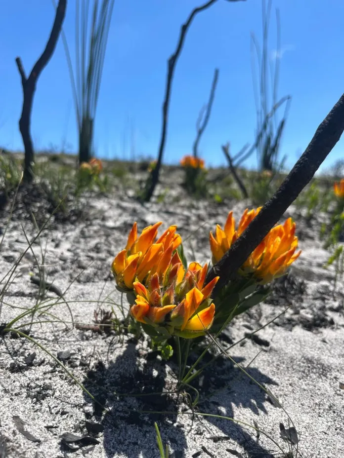 Superbloom Season: Witness a spectacular once-in-two-decades fynbos revival