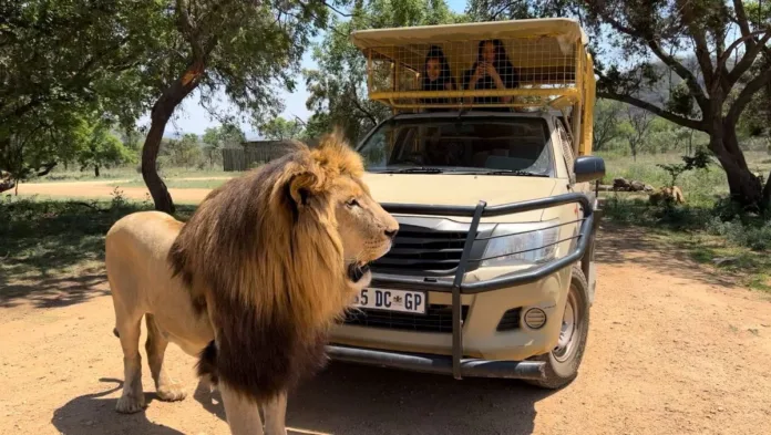 Why Every Johannesburg Family Should Take Their Kids on Safari