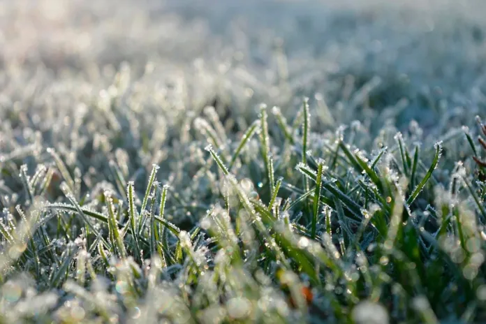 IF YOUR GARDEN COULD TALK, WHAT WOULD IT BE SAYING THIS WINTER?