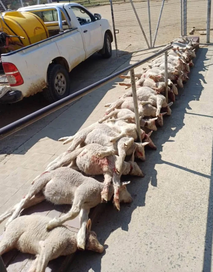 R151,000 Stock Theft Probe Underway at Steynsrus Rietvlei Farm as Heilbron Unit Investigates Missing Merino Sheep