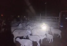 SAPS Recovers R75,000 Stolen Livestock in Swift Selosesha Rural Safety Operation SAPS Recovers R75,000 Stolen Livestock in Swift Selosesha Rural Safety Operation