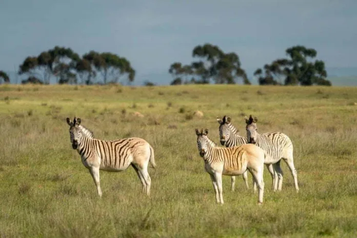 South African Tourism Sector Urged to Prepare for Severe Super El Niño Droughts