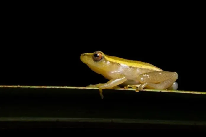 Crocworld Relaunches Edutainment Talks with Special Frogging Evening, Hosted by Dr Jeanne Tarrant