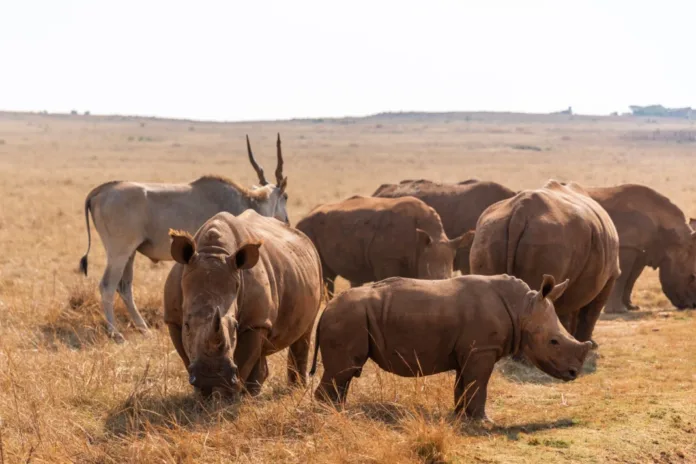 Rhino Myths Busted: What You Really Need to Know This World Rhino Day