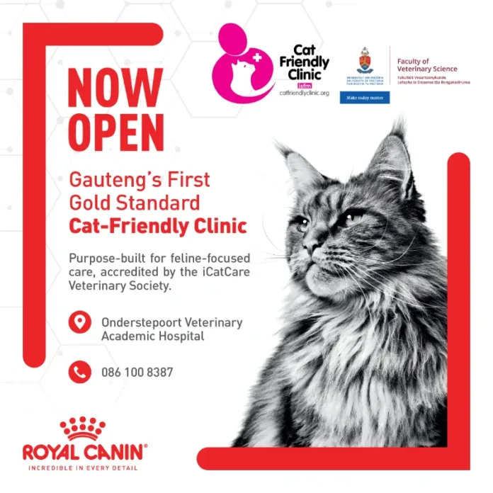 2 million cats in SA – and a new generation of vets is changing how they’re treated