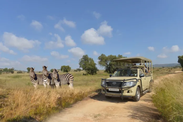 A Wild Family Adventure Awaits at Lion & Safari Park These School Holidays