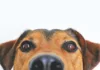 Don’t Punish Responsible Pet Owners with Red Tape, DearSA Tells City of Cape Town Don’t Punish Responsible Pet Owners with Red Tape, DearSA Tells City of Cape Town
