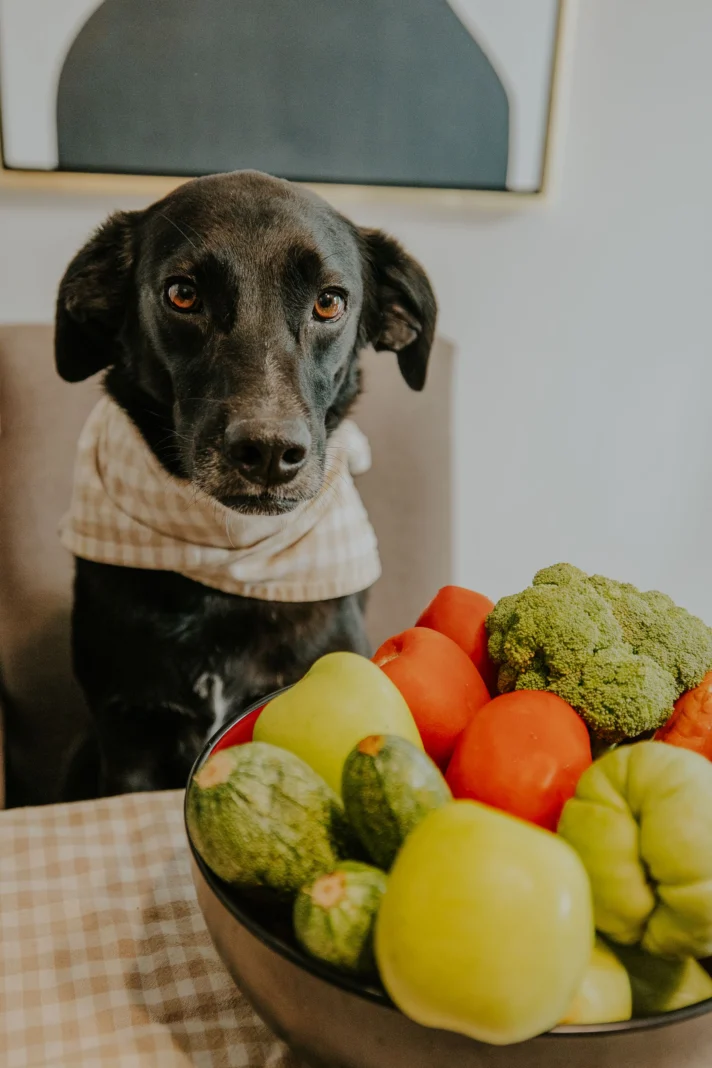 Why More Veterinarians Are Saying 'No Thanks' to Raw Diets for Dogs. Image supplied by PR company.