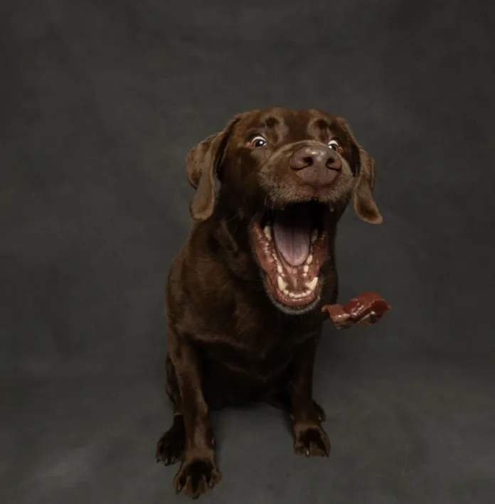 Why More Veterinarians Are Saying ‘No Thanks’ to Raw Diets for Dogs