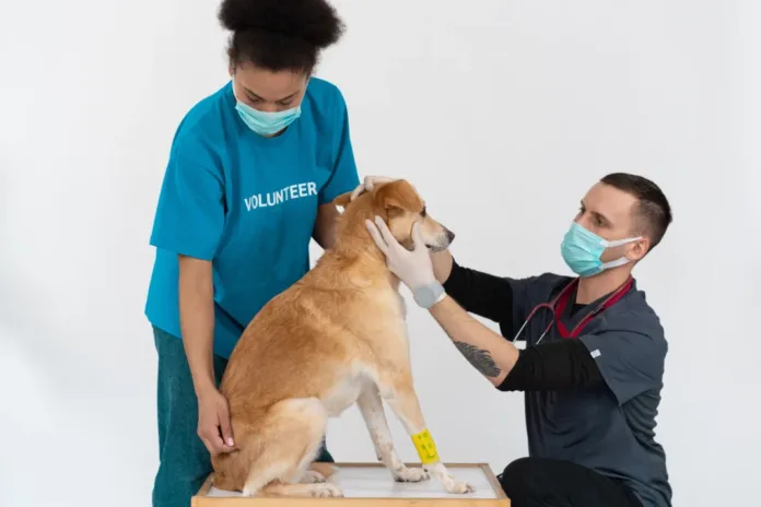 Peace of Mind is a Sure Thing: Why More South Africans Are Turning to Pet Insurance