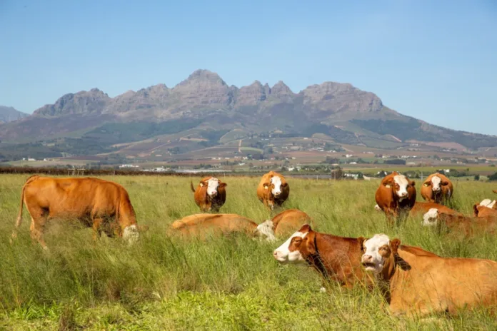 Healthier Farm Animals, Healthier Communities