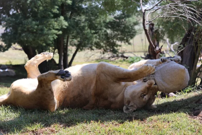 Nala’s Roar of Resilience