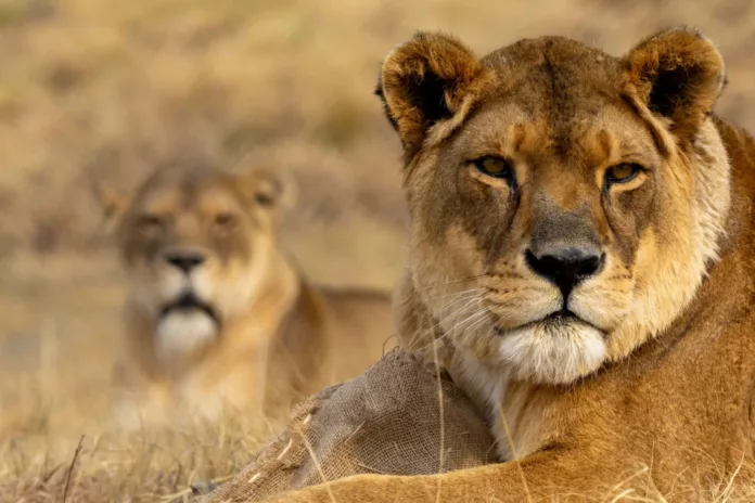 16 Years of Freedom & Friendship for Lionesses Kara & Lea