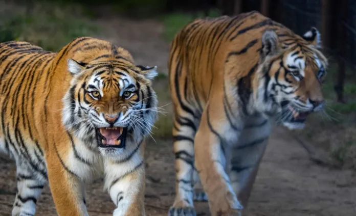 Seven Years of Freedom for Tigers Bela and Sharuk